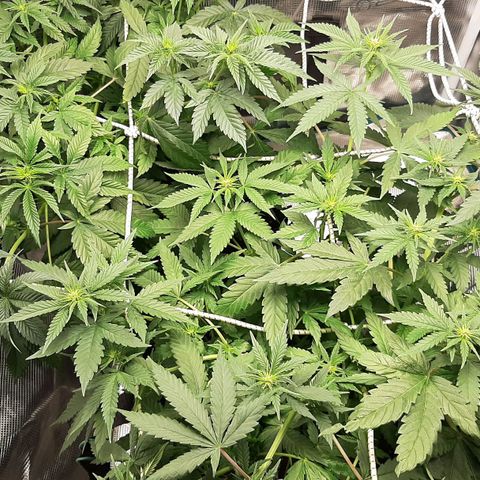 Gelato 44 growlog timeline photo