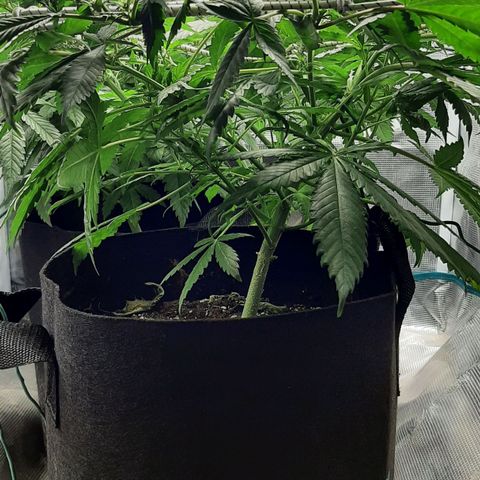 Gelato 44 growlog timeline photo