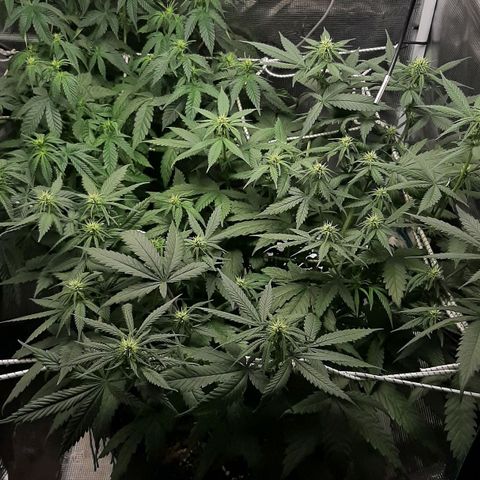 Gelato 44 growlog timeline photo