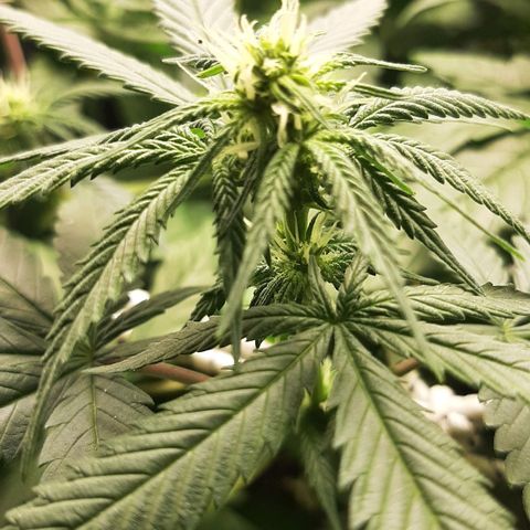 Gelato 44 growlog timeline photo