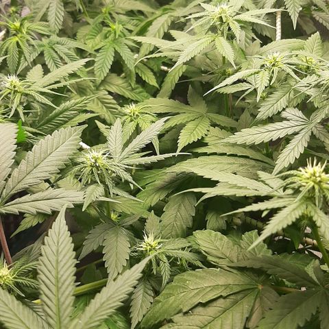Gelato 44 growlog timeline photo