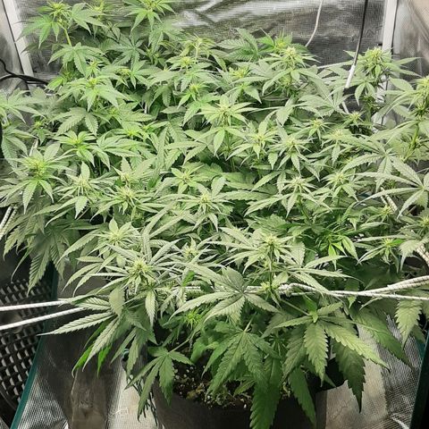 Gelato 44 growlog timeline photo