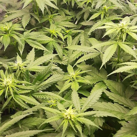 Gelato 44 growlog timeline photo