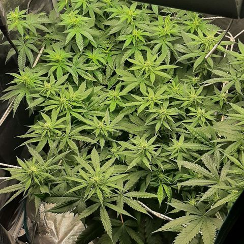 Gelato 44 growlog timeline photo
