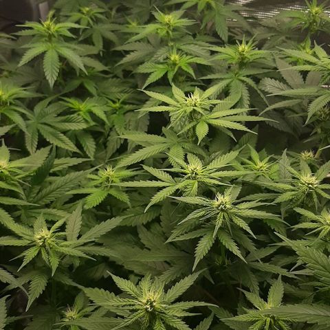 Gelato 44 growlog timeline photo