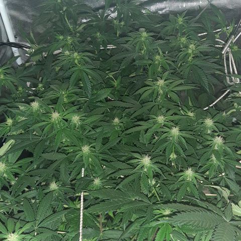 Gelato 44 growlog timeline photo