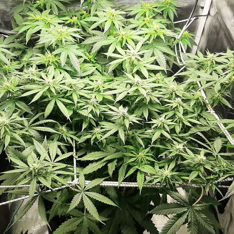 Gelato 44 growlog timeline photo