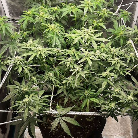 Gelato 44 growlog timeline photo