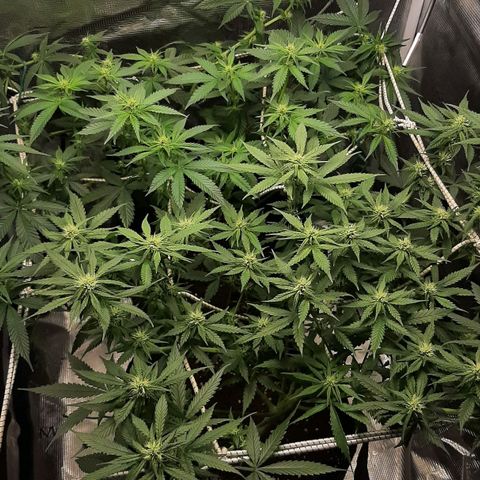 Gelato 44 growlog timeline photo