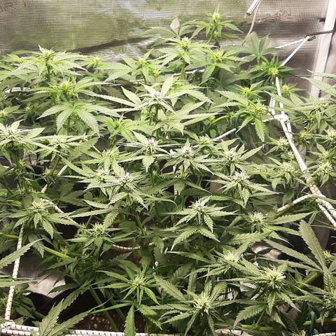 Gelato 44 growlog timeline photo