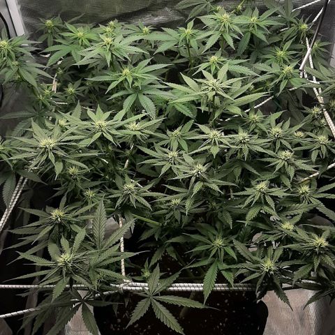 Gelato 44 growlog timeline photo