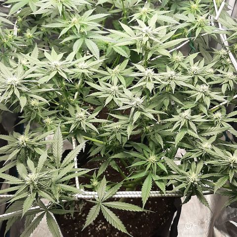 Gelato 44 growlog timeline photo
