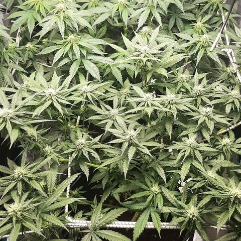 Gelato 44 growlog timeline photo