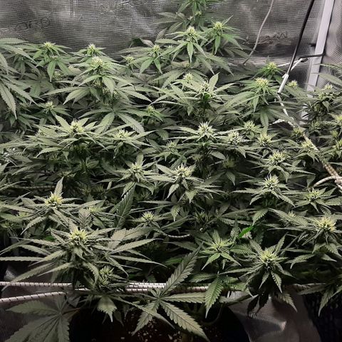Gelato 44 growlog timeline photo