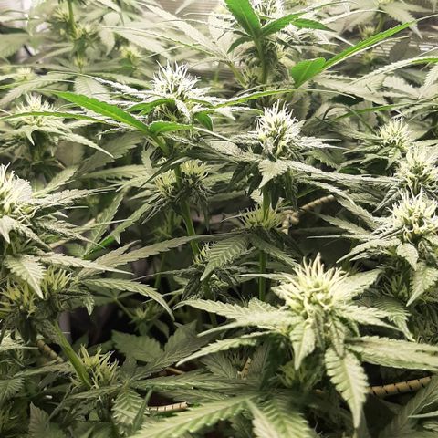 Gelato 44 growlog timeline photo