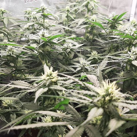 Gelato 44 growlog timeline photo