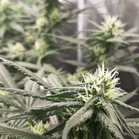 Gelato 44 growlog timeline photo