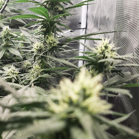 Gelato 44 growlog timeline photo
