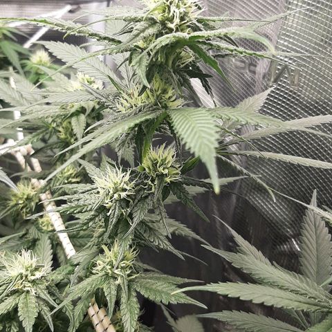 Gelato 44 growlog timeline photo