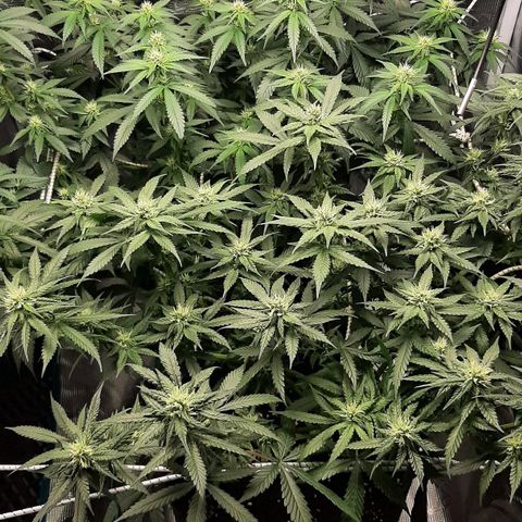 Gelato 44 growlog timeline photo