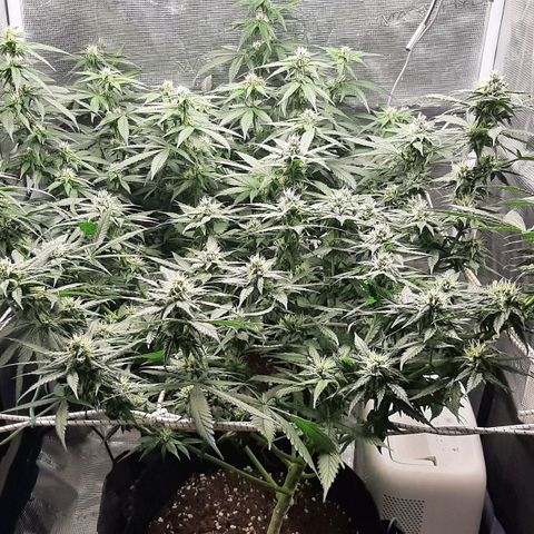 Gelato 44 growlog timeline photo