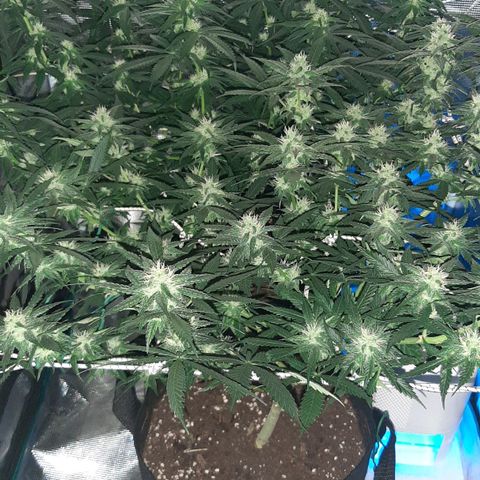 Gelato 44 growlog timeline photo