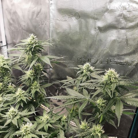 Gelato 44 growlog timeline photo