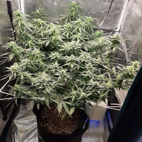 Gelato 44 growlog timeline photo