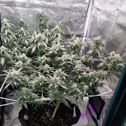 Gelato 44 growlog timeline photo