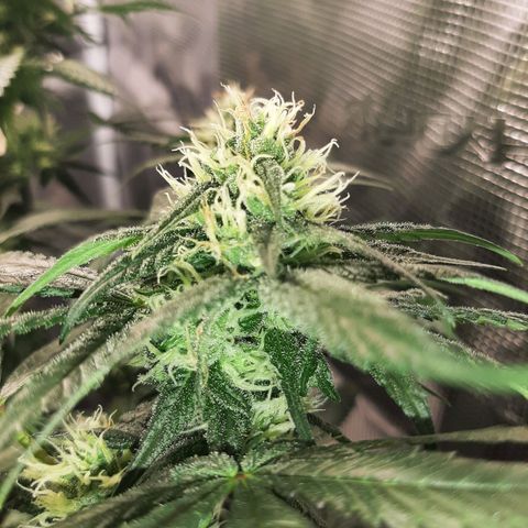 Gelato 44 growlog timeline photo