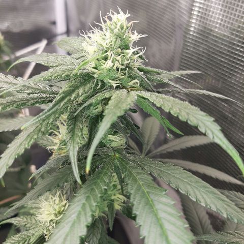 Gelato 44 growlog timeline photo