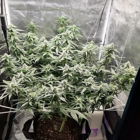 Gelato 44 growlog timeline photo