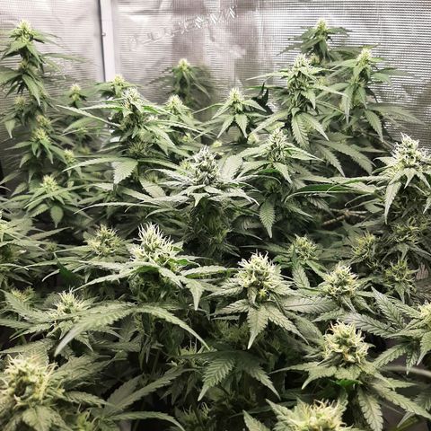 Gelato 44 growlog timeline photo
