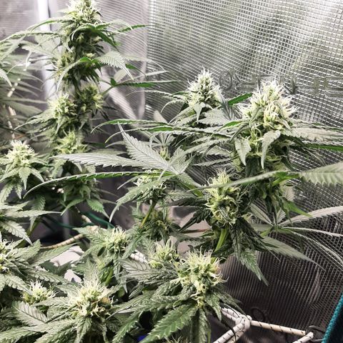 Gelato 44 growlog timeline photo