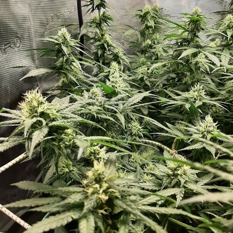 Gelato 44 growlog timeline photo