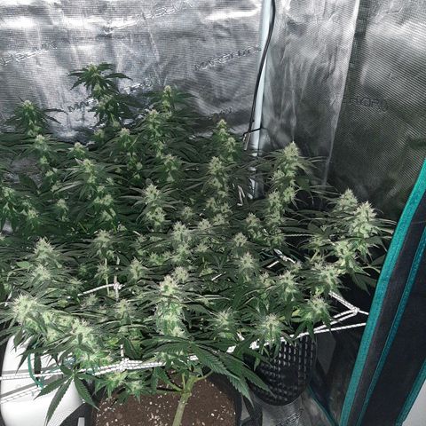 Gelato 44 growlog timeline photo