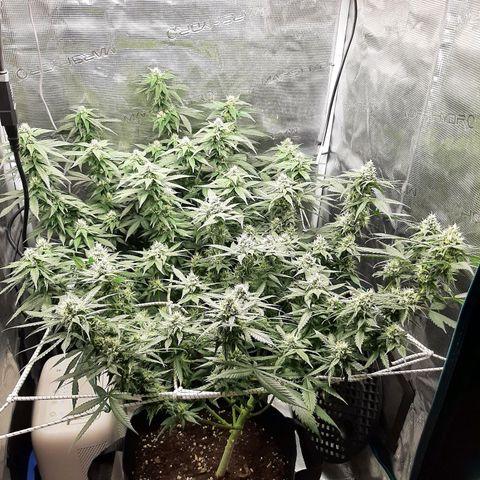 Gelato 44 growlog timeline photo