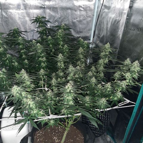 Gelato 44 growlog timeline photo