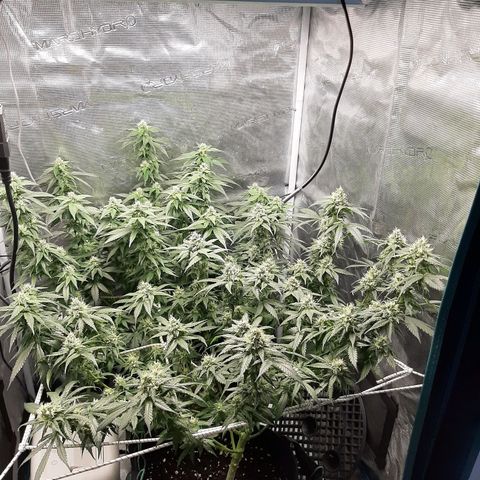 Gelato 44 growlog timeline photo