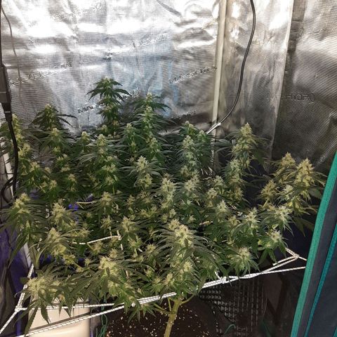 Gelato 44 growlog timeline photo