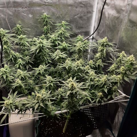 Gelato 44 growlog timeline photo