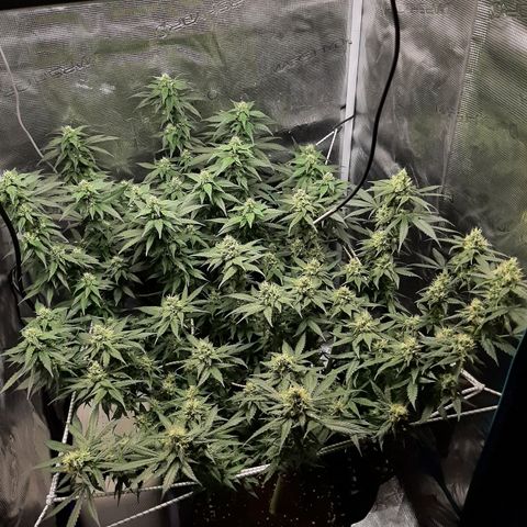 Gelato 44 growlog timeline photo
