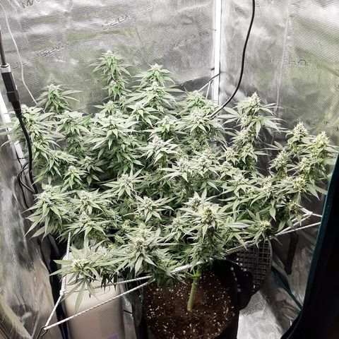 Gelato 44 growlog timeline photo