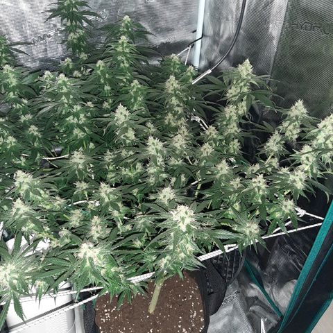 Gelato 44 growlog timeline photo
