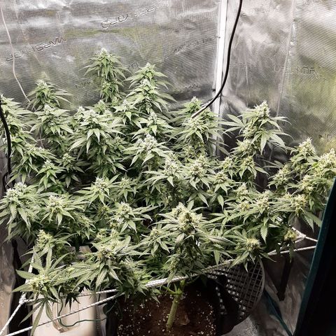 Gelato 44 growlog timeline photo