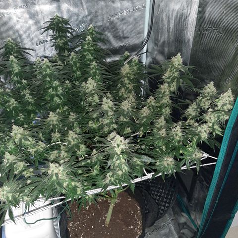Gelato 44 growlog timeline photo