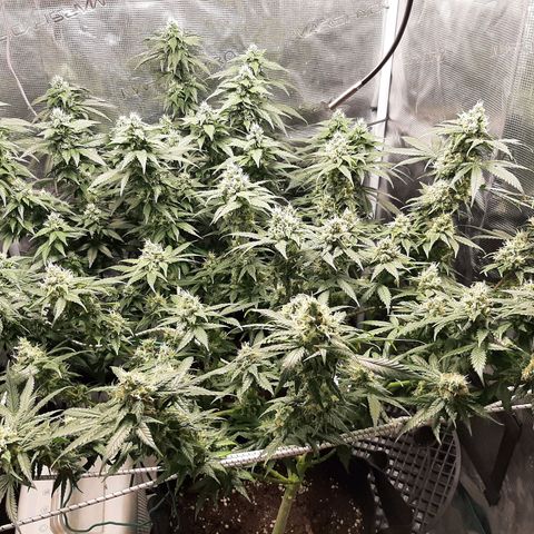 Gelato 44 growlog timeline photo