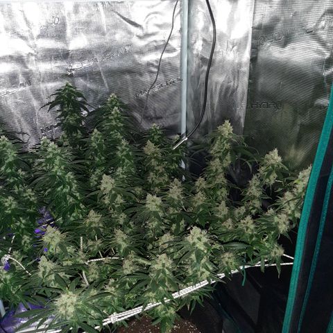 Gelato 44 growlog timeline photo