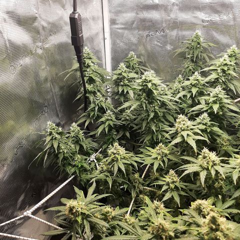 Gelato 44 growlog timeline photo