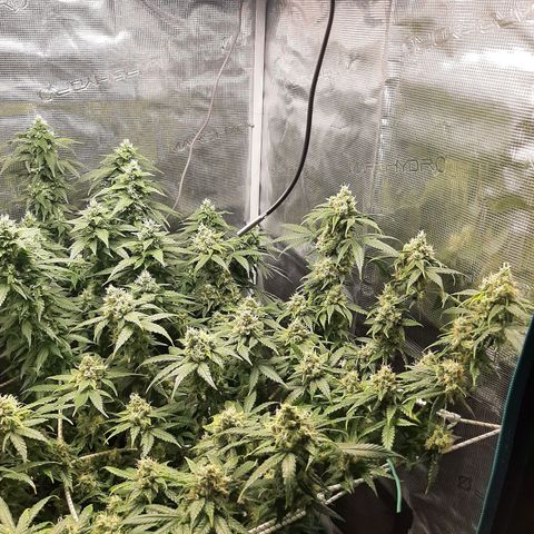 Gelato 44 growlog timeline photo